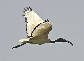 sacred_ibis.jpg