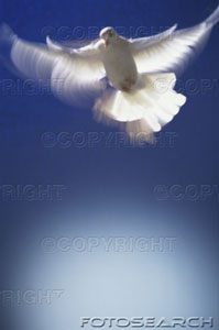 sky-flight-peace-blur-bird-flying-1128-551.jpg